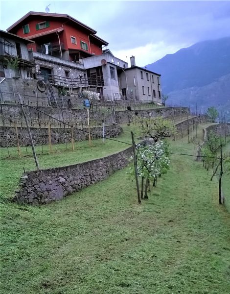 azienda vinicola Rodella